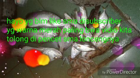 Mancing Mania Berburu Ikan Baramundi Kakap Putih Youtube