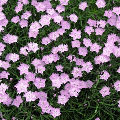 Dianthus Gratianopolitanus Bath S Pink Cheddar Pinks From Antheia Gardens