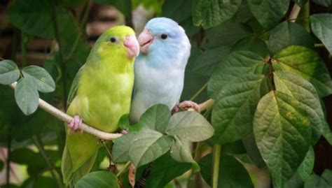 Parrotlet — Meet The Smallest New World Parrot Species