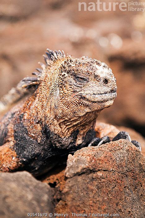 Stock Photo Of Portrait Of Marine Iguana Amblyrhynchus Cristatus On