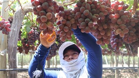 Se abre el mercado de Japón para las uvas peruanas Noticias