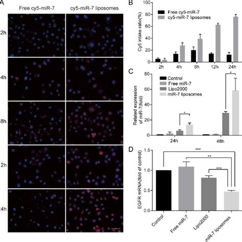 In Vitro Cellular Uptake Transfection Efficiency And Inhibition Rate