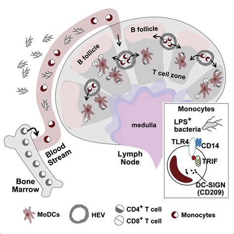 Microbial Stimulation Fully Differentiates Monocytes To DC SIGN CD209