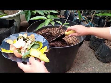 Sampah Dapur Bikin Tanaman Subur Real Video No Edit Organic