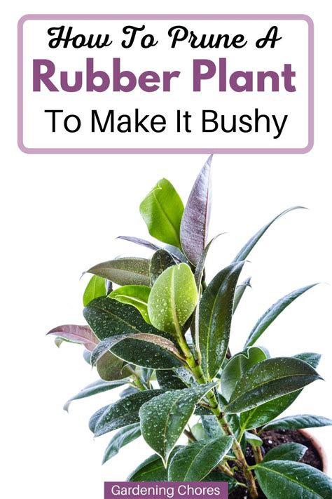 How To Prune A Rubber Plant So It Becomes More Bushy