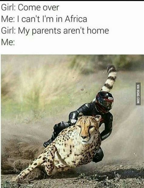 Gimme Da Pussy Boss GAG