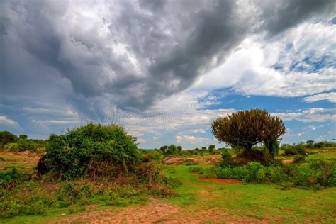 Beautiful Savannah in Africa Stock Image - Image of dawn, landscapes ...