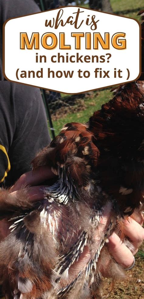 Molting Chickens What Why And How To Help Mranimal Farm Molting