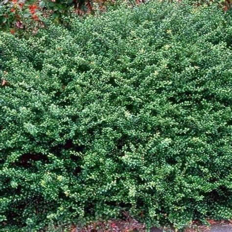 Japanese Holly | Compact Japanese Holly - PlantingTree