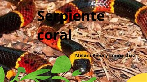 Serpiente Coral by emma diaz on Prezi