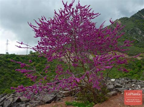 Церцис (Cercis) — описание, выращивание, фото | на LePlants.ru
