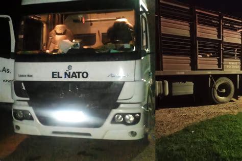 Camionero perdió la vida mientras cargaba chanchos en un