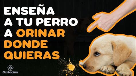 Evita Que Tu Perro Orine En Las Puertas Y Esquinas De Tu Casa Youtube