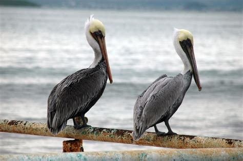 Pelícano Californiano Pelecanus occidentalis californicus Picture Bird