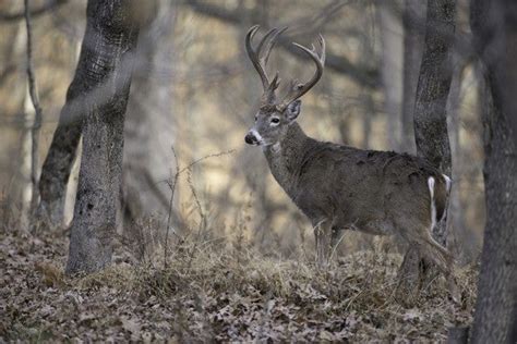 Conservation agent reminds hunters dumping deer carcasses is Illegal in the St. Louis region ...