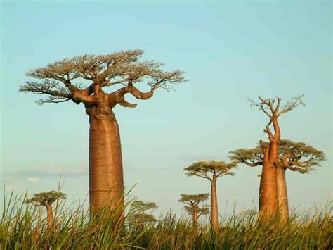 Planteliv på Madagaskar Store norske leksikon