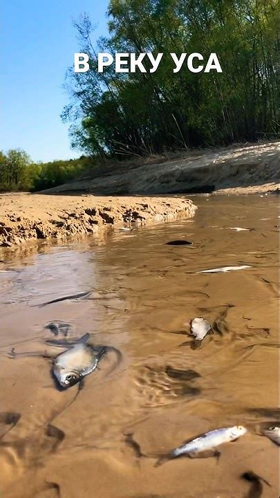 КАК ЛОВИТЬ РЫБУ ГОЛЫМИ РУКАМИ #рыбалка #fish #fishing - YouTube