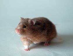 Hamster Suriah - Wikipedia bahasa Indonesia, ensiklopedia bebas