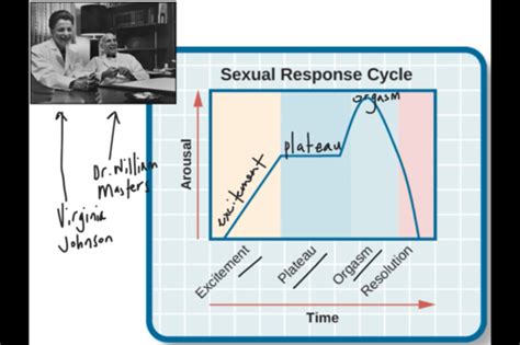 Sex Cycle Flashcards Quizlet