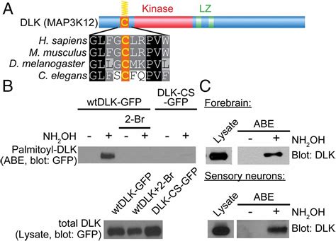 Palmitoylation Controls Dlk Localization Interactions And Activity To