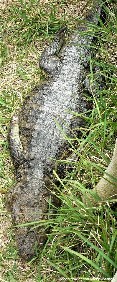 BROAD SNOUTED CAIMAN Caiman Latirostris