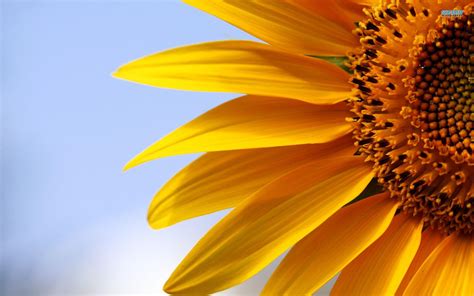 Sunflower Wallpapers Top Free Sunflower Backgrounds Wallpaperaccess