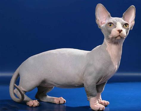 Bambino Gato: The Unique Cat Breed You Need To Know About