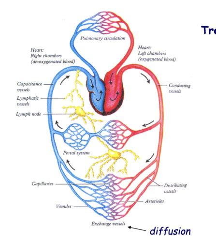 Physiologie Du Syst Me Circulatoire Karteikarten Quizlet