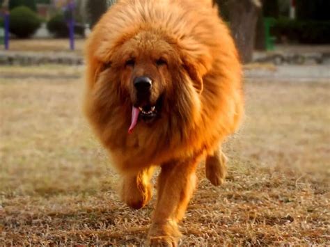 tibetan mastiff dogs photo collection tibetan mastiff
