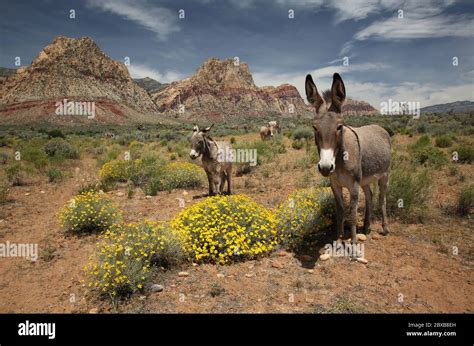 Wild Burro With A Foal In The Nevada Desert Red Rock Canyon