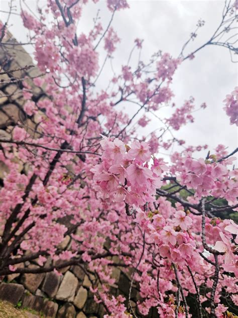 Japan Travel Tips & Planning | For the people that are looking for