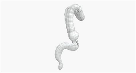 Human Large Intestine D Model Max Obj Free D