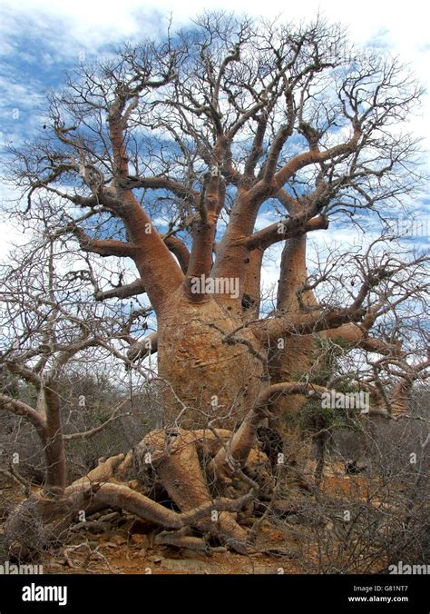 Madagascar Dry Deciduous Forests Hi Res Stock Photography And Images