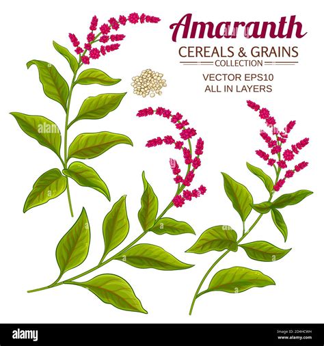 Amaranth Vector Set Stock Vector Image And Art Alamy