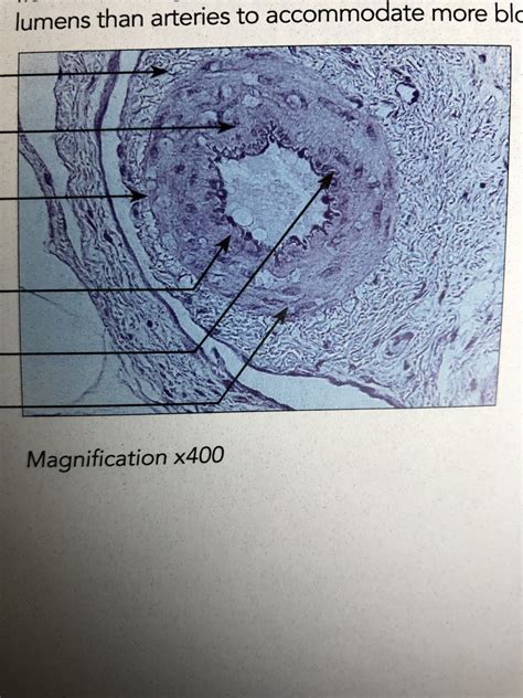 Artery And Vein Histology Diagram Quizlet