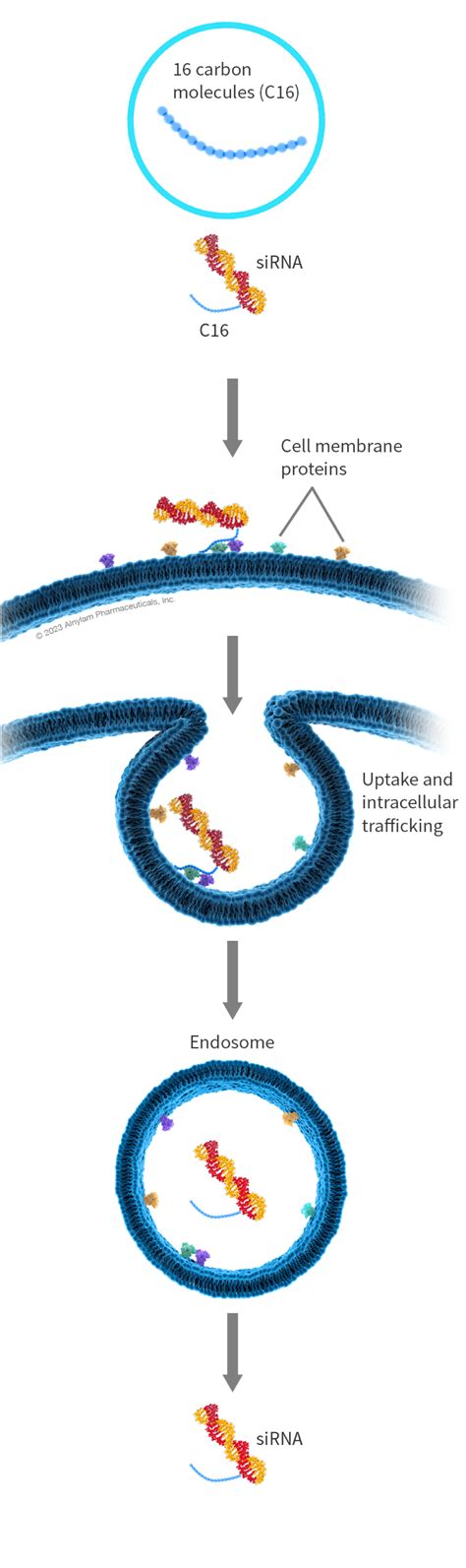 Sirna Delivery Galnac Conjugates And Lnps Alnylam Pharmaceuticals