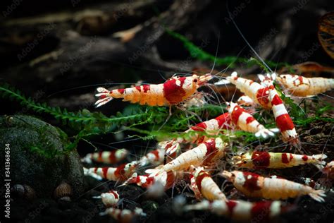 caridina cantonesis crystal red shrimp nature aquarium pets stock photo