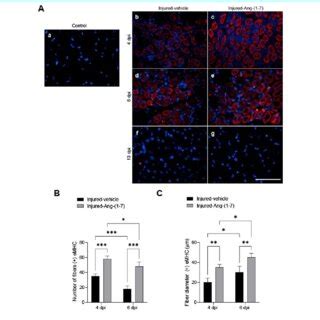 Angiotensin Administration Promotes Increased Emhc Fibers