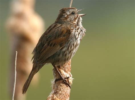 Song Sparrow Bird Britannica