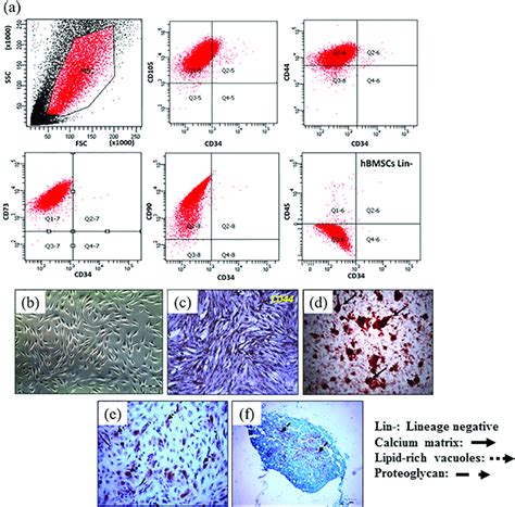 The Characterisation Of Human Bone Marrow Derived Mesenchymal Stromal