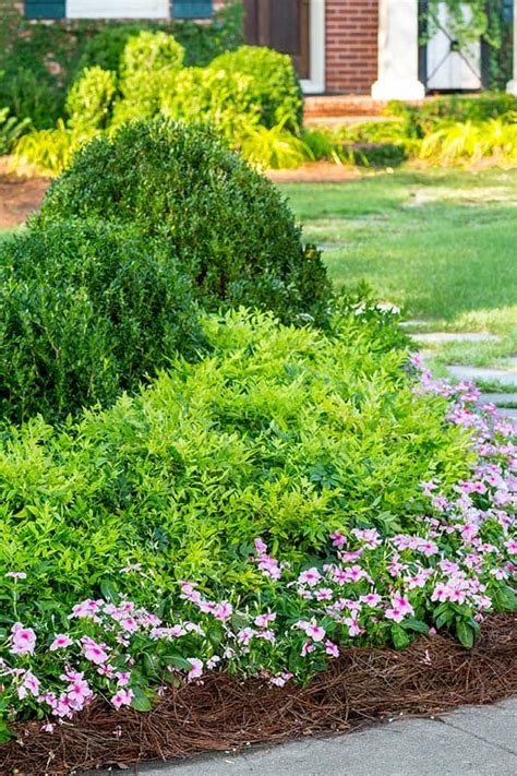 'Lemon-Lime' Nandina - Southern Living Plants