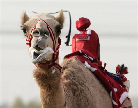 Friday Photo: Robot Camel Jockeys – Foreign Policy