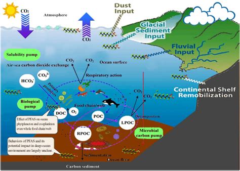 PFAS 在破坏海洋碳封存中的作用 Environmental Monitoring and Assessment X MOL