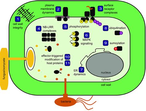 Frontiers Editorial Mechanisms Regulating Immunity In Plants