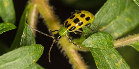 Striped Cucumber Beetle