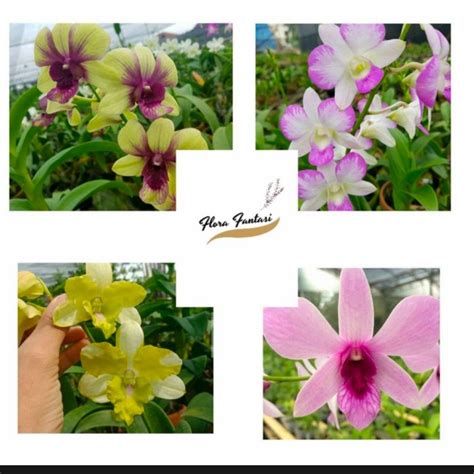 Jual Promo PROMO Anggrek Dendrobium Seedling Paket 4 Anggrek