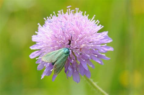 Ampfer Grünwidderchen NGIDn1088597965 naturgucker de enjoynature