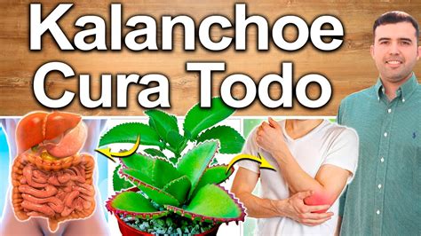 Descubre Los Incre Bles Beneficios De La Planta Kalanchoe Para Tu Salud