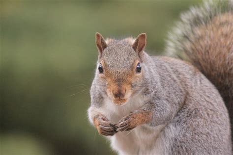 22 Different Types Of Squirrels With Pictures