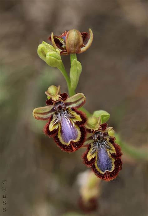 Ophrys speculum II María Jesús LopezB Flickr